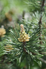 Image showing Dwarf mountain pine