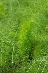 Image showing Fennel