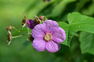 Image showing Flowering raspberry