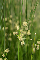 Image showing Bulrush flowers