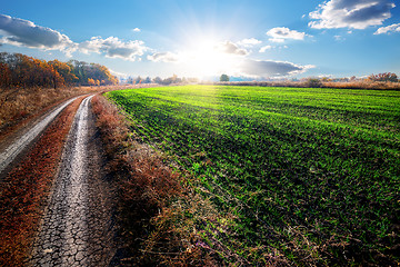 Image showing Road near field of winter crop