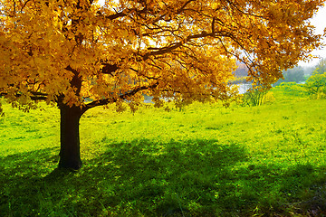 Image showing Maple tree in autumn