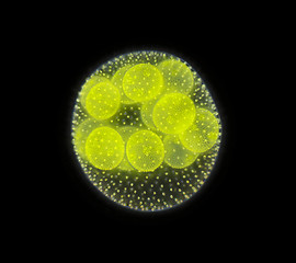 Image showing Spherical colony of freshwater green algae (Volvox)