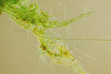 Image showing Green algae filaments