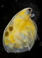 Image showing Freshwater water flea (Simocephalus vetulus) with eggs