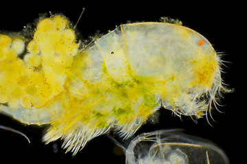 Image showing Side view of Freshwater copepod (Cyclops) with eggs