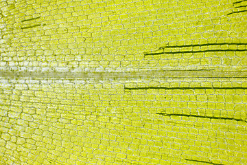 Image showing Microscopic view of Canadian waterweed (Elodea canadensis) leaf