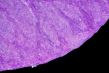 Image showing Microscopic view of flower petal edge