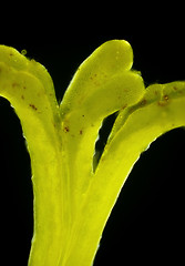 Image showing Microscopic view of Euphorbia flower pistil