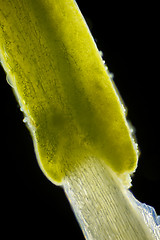 Image showing Microscopic view of flower stamen