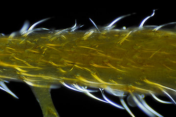 Image showing Microscopic view of Common nettle (Urtica dioica) plant