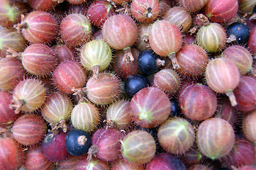 Image showing Collected berries of the gooseberry