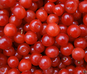 Image showing Berries cherry ripe