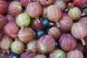 Image showing Berries of the gooseberry background