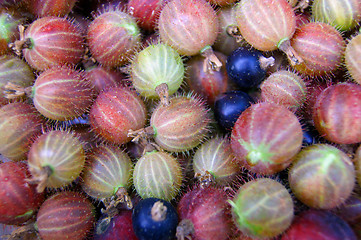 Image showing Berries of the gooseberry much