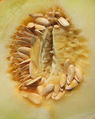 Image showing Pulp of the vegetable melon