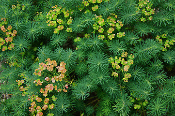 Image showing Green herb background