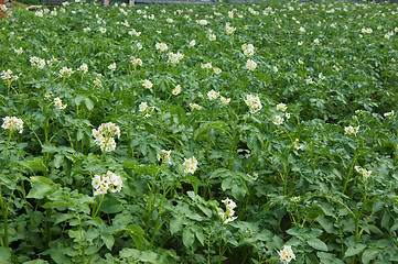 Image showing Field with rising potatoes
