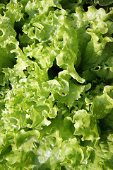 Image showing Green salad much