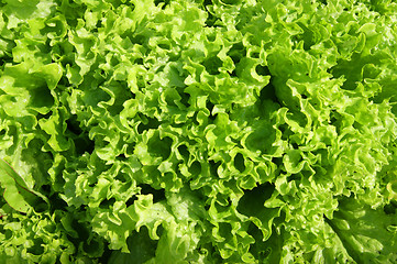 Image showing Green salad background