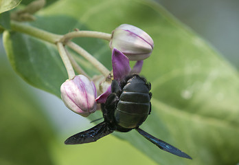 Image showing Xylocopa valga or carpenter bee on Apple of Sodom flowers