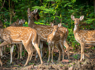 Image showing Sika or spotted deers herd in the jungle