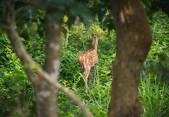 Image showing spotted or sika deer in the jungle