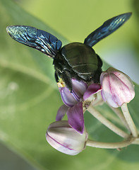 Image showing Xylocopa valga or carpenter bee on Apple of Sodom flowers