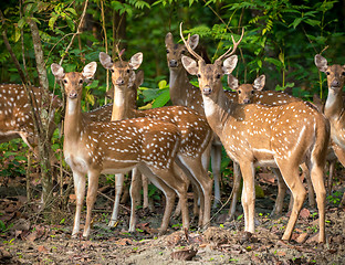 Image showing Sika or spotted deers herd in the jungle