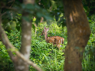 Image showing spotted or sika deer in the jungle