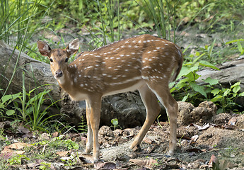 Image showing spotted or sika deer in the jungle