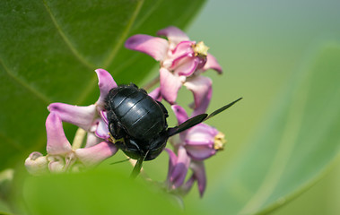 Image showing Xylocopa valga or carpenter bee on Apple of Sodom flowers
