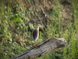 Image showing Indian pond heron or paddybird, Ardeola grayii 