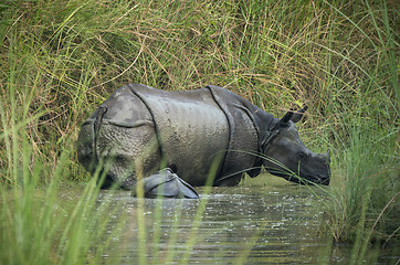 Image showing Indian rhinoceros or Rhinoceros unicornis with cub in a swamp