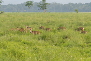 Image showing Sika or dappled deers in the wild