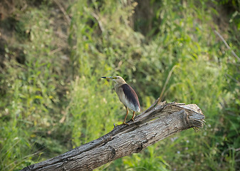 Image showing Indian pond heron or paddybird, Ardeola grayii 