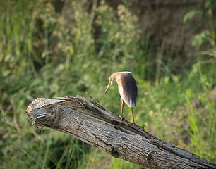 Image showing Indian pond heron or paddybird, Ardeola grayii 