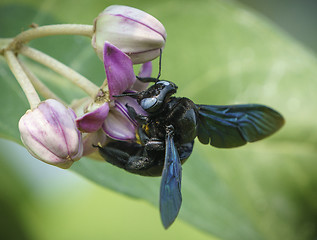 Image showing Xylocopa valga or carpenter bee on Apple of Sodom flowers