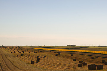 Image showing Hay rolls on the field