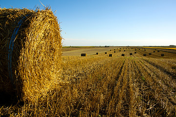 Image showing Hay roll on the field