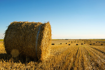 Image showing Hay roll on the field