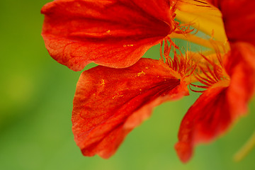 Image showing Red nasturtium flower abstract macro