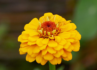 Image showing Bright yellow zinnia flower macro