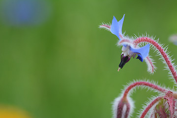 Image showing Pale blue borage flower macro