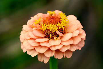 Image showing Zinnia flower with peach-coloured petals macro