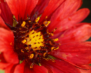 Image showing Macro of red blanket flower