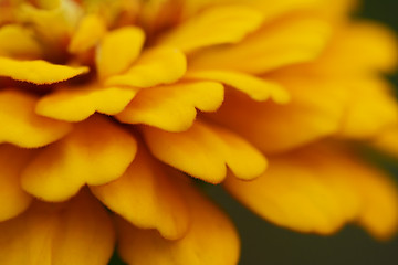 Image showing Yellow zinnia flower abstract macro