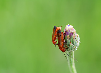 Image showing Two red common soldier beetles macro