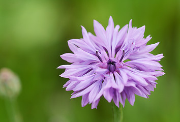 Image showing Lilac cornflower macro