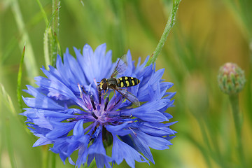 Image showing Hoverfly on a blue cornflower 